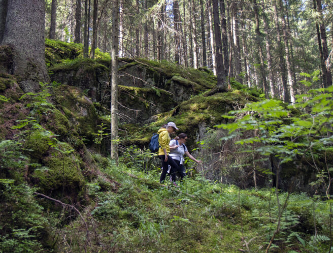 Niivermän luonnonsuojelualue Metsä
