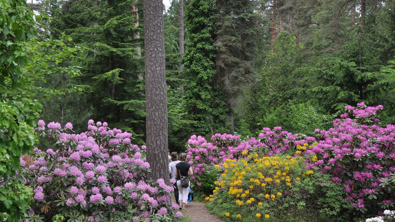 Opastettu puistoretki Mustilan Arboretumissa