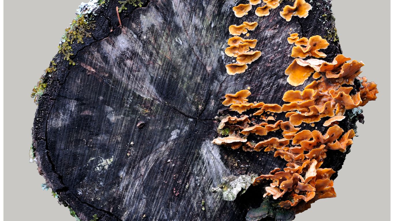 Kanto – Stump