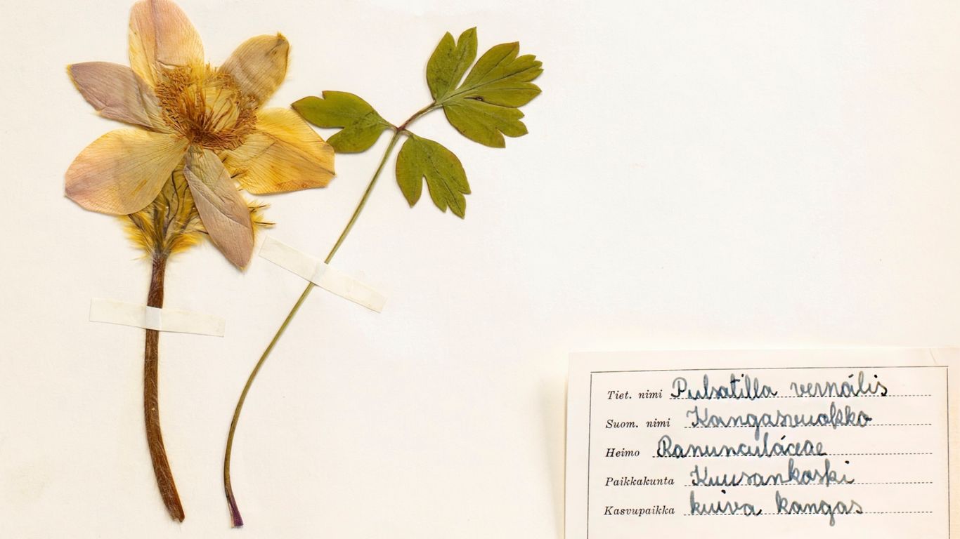 Kuvassa on puristekuivattu kangasvuokko